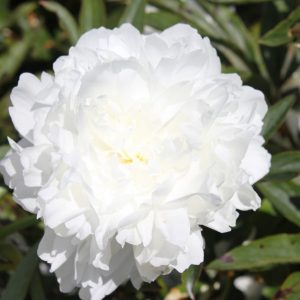 The whitest peony there is this big filled Madame Claude Tain