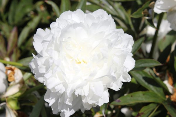 The whitest peony there is this big filled Madame Claude Tain