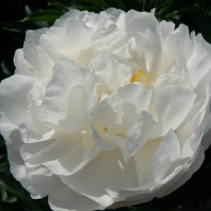 Happy white peony with open heart Miss America