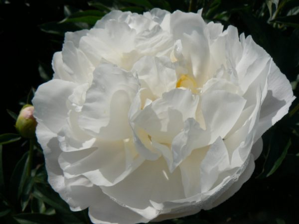 Happy white peony with open heart Miss America
