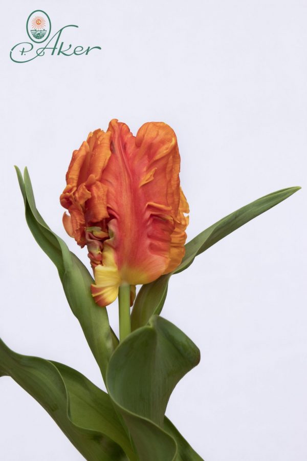 Beautiful orange fringed tulip Monarch Parrot