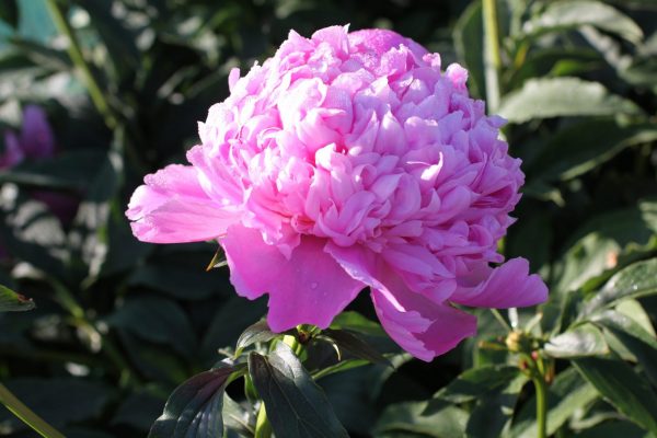 Beautiful double pink peony Mons. Jules Elie