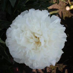 Gorgeous white peony Moonlit Snow