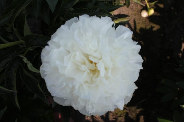 Gorgeous white peony Moonlit Snow