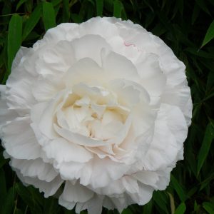 Beautiful ivory white peony with huge buds Mother's Choice