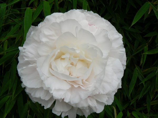 Beautiful ivory white peony with huge buds Mother's Choice