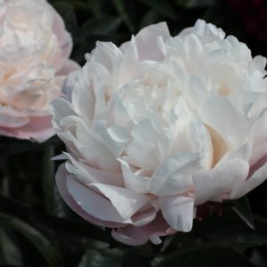 Peony Nick Saylor has huge flowers who changes from pink to white.