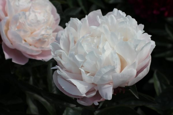 Peony Nick Saylor has huge flowers who changes from pink to white.