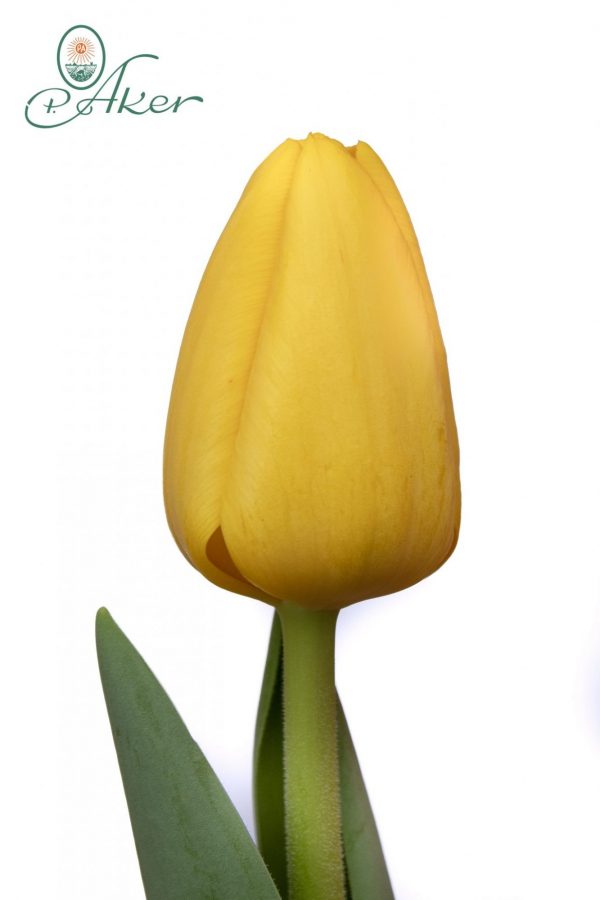 Beautiful yellow tulip Novi Sun