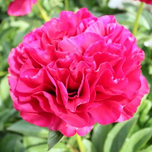 The biggest red Peony Ole Faithful