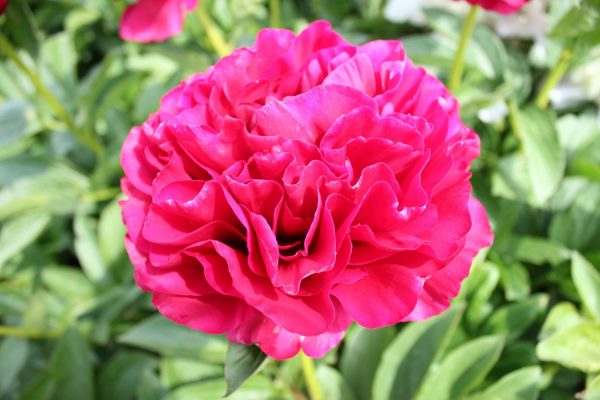 The biggest red Peony Ole Faithful