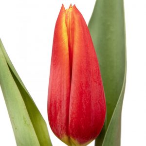Beautiful red and yellow tulip Ontario