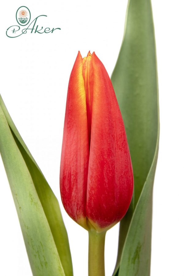 Beautiful red and yellow tulip Ontario