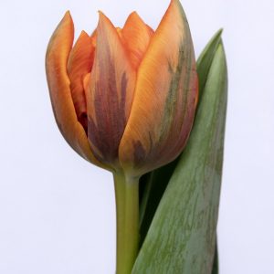 Beautiful double tulip Orange Princess