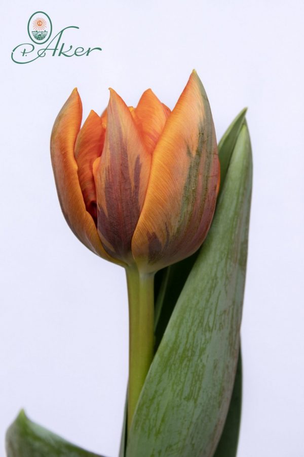 Beautiful double tulip Orange Princess