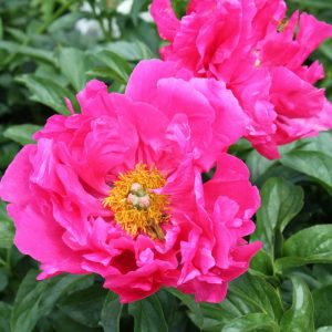 Beautiful lipstick pink peony Paula Fay