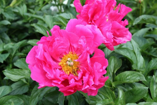 Beautiful lipstick pink peony Paula Fay