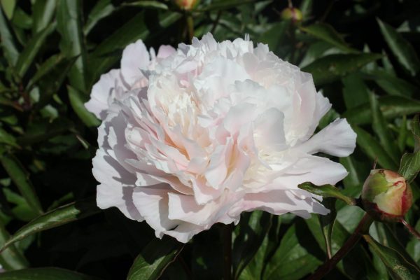 Gorgeous light pink peony Pecher