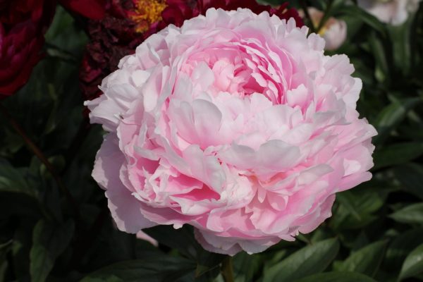 Delicate and powrfull the pink flowers from the peony Pillow Talk