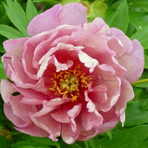 Beautiful pink peony with open hart Pink Double Dandy