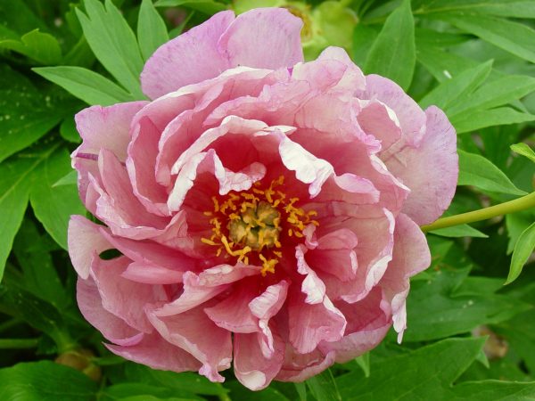 Beautiful pink peony with open hart Pink Double Dandy