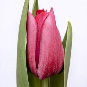 Beautiful pink tulip Pink Ribbon