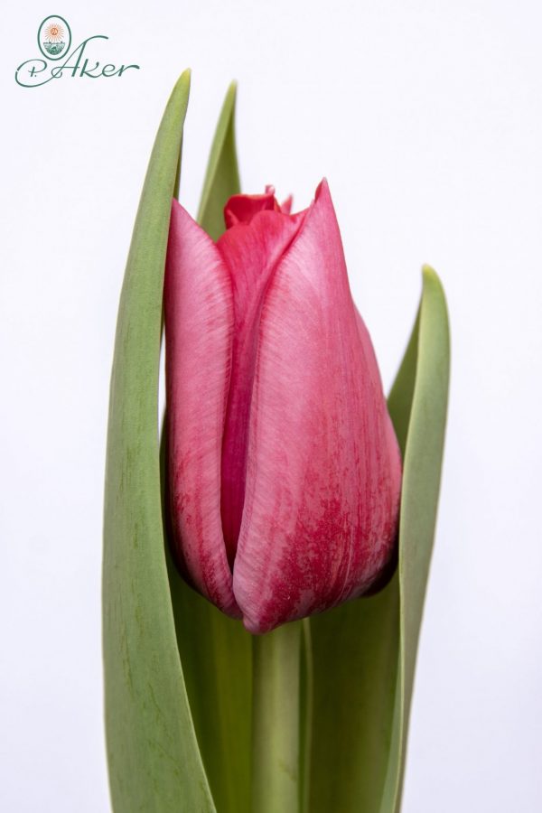 Beautiful pink tulip Pink Ribbon