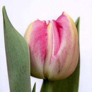 Pinza is a beautiful double big flower pink tulip