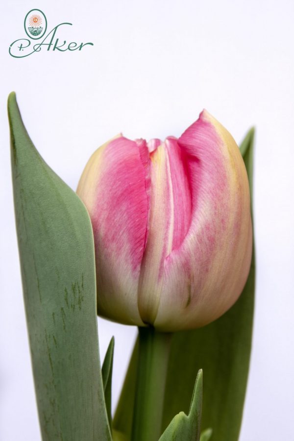 Pinza is a beautiful double big flower pink tulip