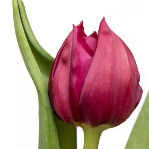 Beautiful purple tulip Pontiac