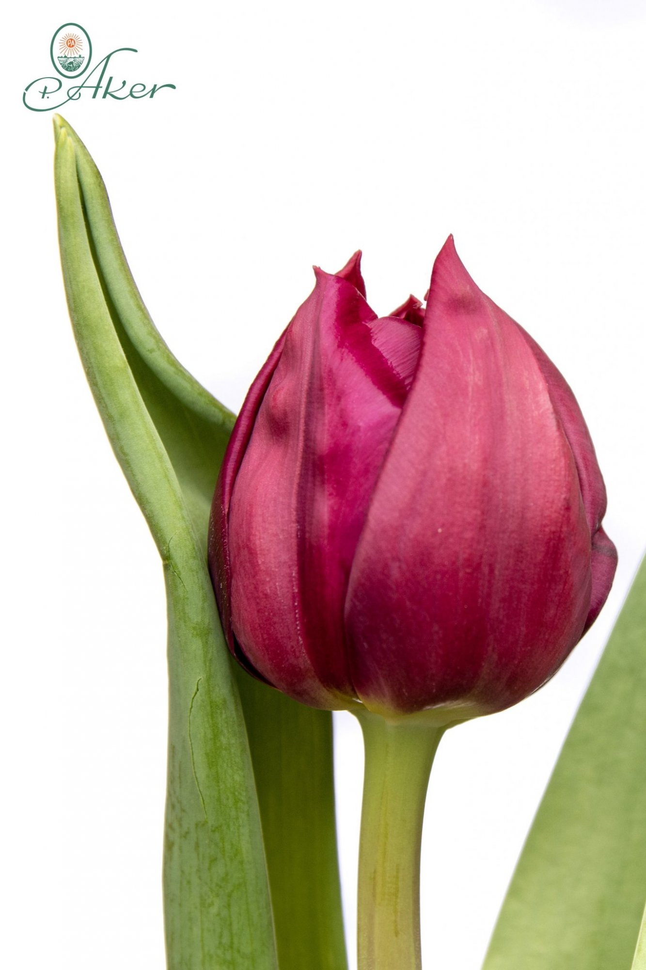 Pontiac - Double Early Tulip - P. Aker Flower bulbs and Seeds