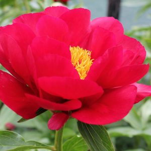 Beautiful dark pink peony Postillion