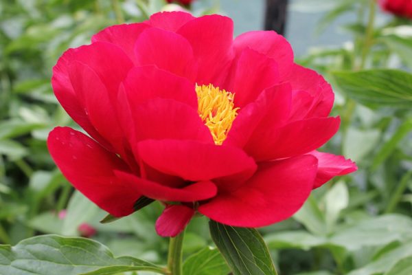 Beautiful dark pink peony Postillion