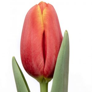 Beautiful red and yellow tulip Powerplay