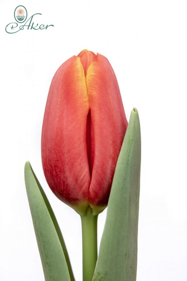 Beautiful red and yellow tulip Powerplay
