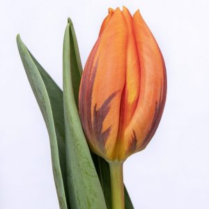 Beautiful orange tulip Prinses Irene
