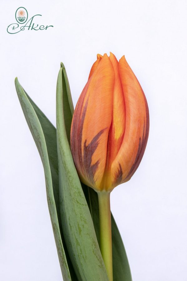 Beautiful orange tulip Prinses Irene