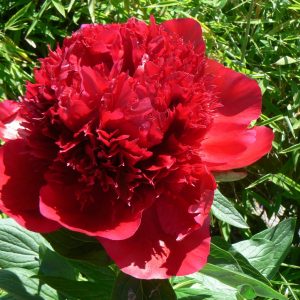 Beautiful red peony with huge flowers Red Charm