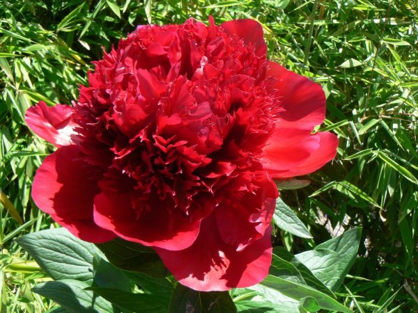 Beautiful red peony with huge flowers Red Charm