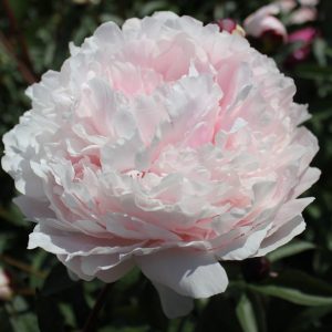 Beautiful pink peony Reine Hortense