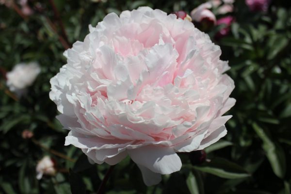 Beautiful pink peony Reine Hortense