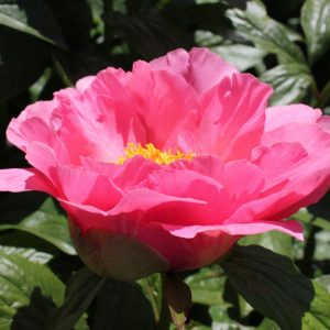 Salmon pink color and beautiful flowers this peony Salmon Chiffon