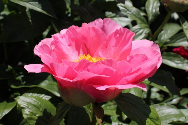 Salmon pink color and beautiful flowers this peony Salmon Chiffon