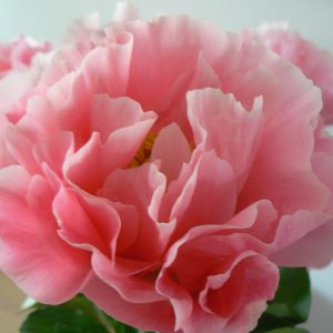 Gorgeous salmon colored peony Salmon Dream