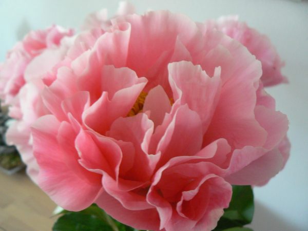 Gorgeous salmon colored peony Salmon Dream