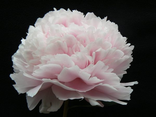 Beautiful pink full peony Sarah Bernhardt