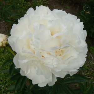 Beautiful white peony Snow Princess