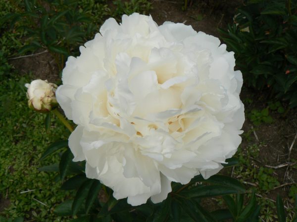 Beautiful white peony Snow Princess