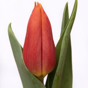 Beautiful red tulip Titan