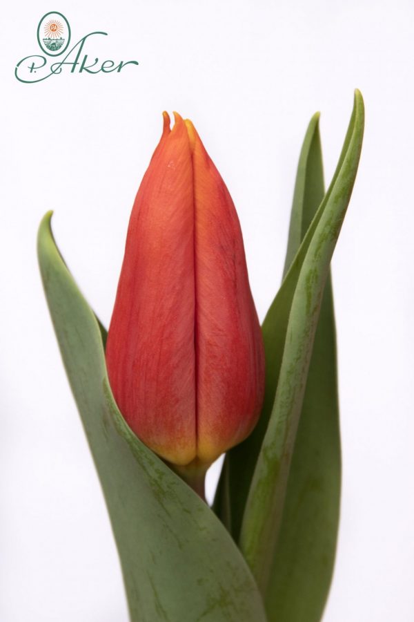 Beautiful red tulip Titan